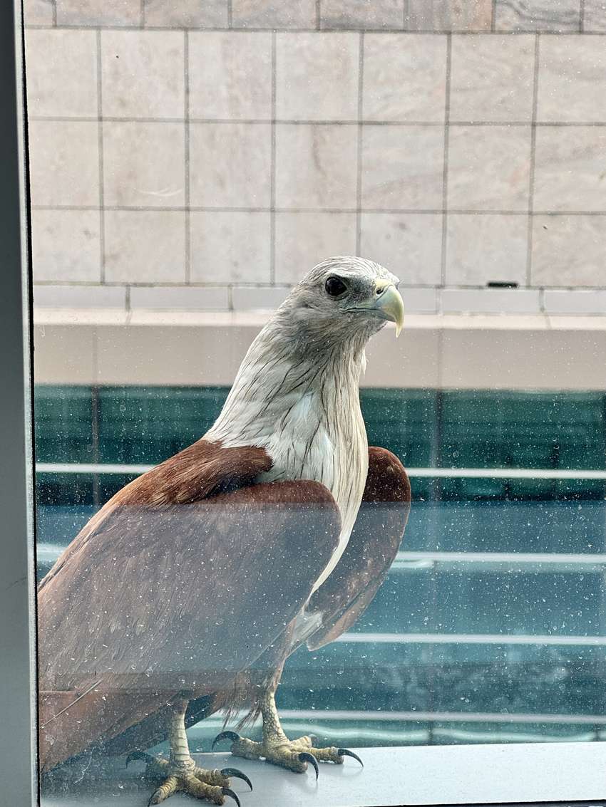 A Brahminy kite perched at a window, seen through the glass